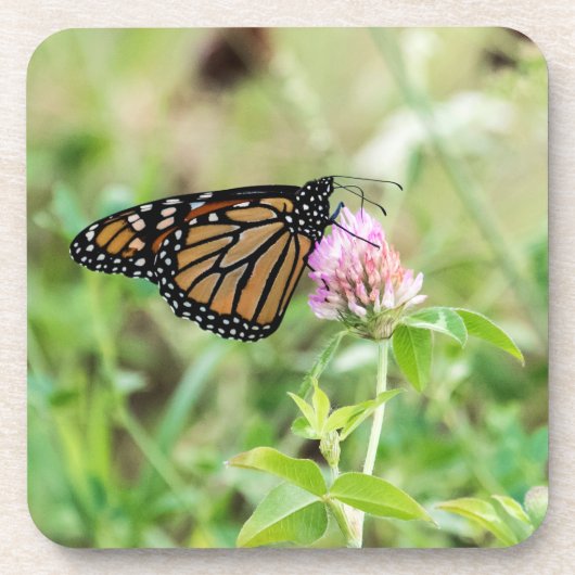 マダラチョウ コースター (正面)