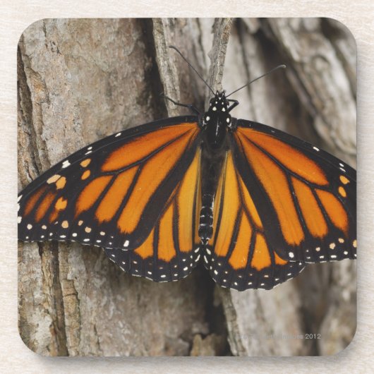 マダラチョウ コースター (正面)