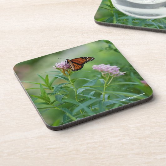 マダラチョウ コースター (左側)