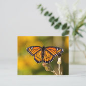 マダラチョウ ポストカード (スタンド正面)