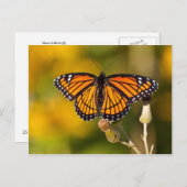 マダラチョウ ポストカード (正面/裏面)