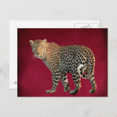 マダラヒョウ野猫写真 ポストカード (正面/裏面)