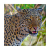 マダラヒョウ タイル (正面)