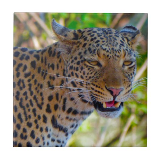 マダラヒョウ タイル (正面)