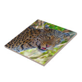 マダラヒョウ タイル (側面)