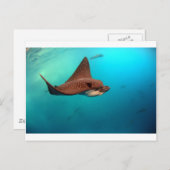 マダラワシ諸島 ポストカード (正面/裏面)