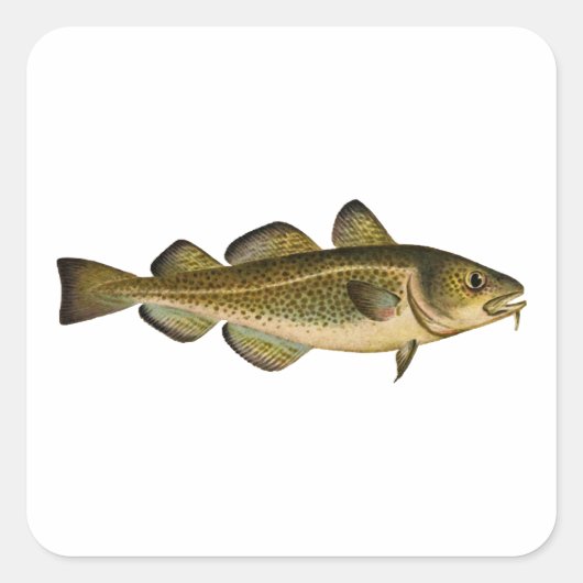 マダラ スクエアシール (正面)