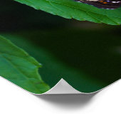 マダラ ポスター (角)