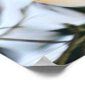 マダリンダック ポスター (角)