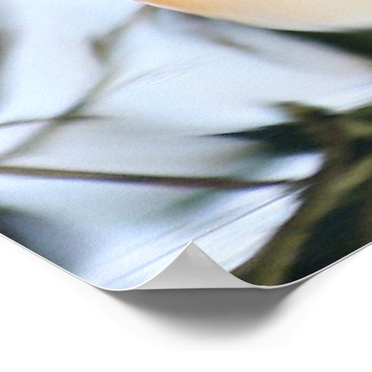 マダリンダック ポスター (角)