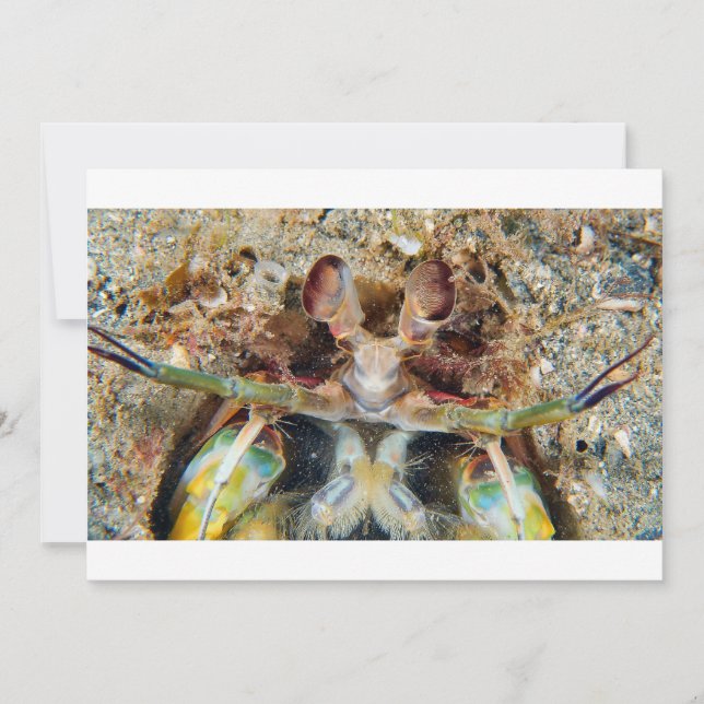 マチスエビ (正面)