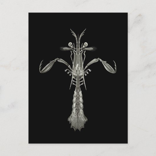 マチスエビ ポストカード (正面)