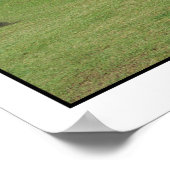 マチュピチペルーのラマ ポスター (角)