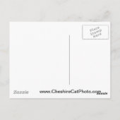 マッウェイ秋ズビッグシュールカリフォルニア製品 ポストカード (裏面)