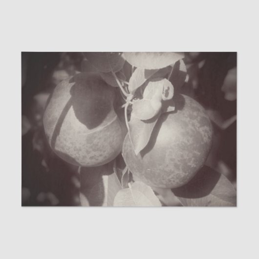 マッキントッシュ白黒ヴィンテージデクページ 薄葉紙 (正面)