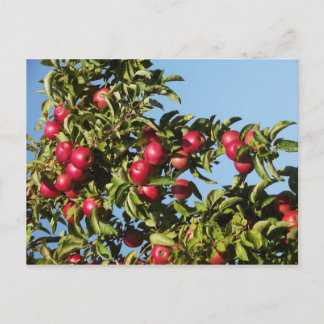 マックのリンゴ ポストカード