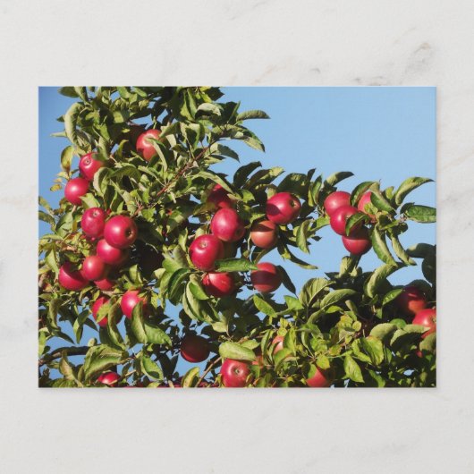 マックのリンゴ ポストカード (正面)