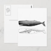 マッコウクジラ1 ポストカード (正面/裏面)