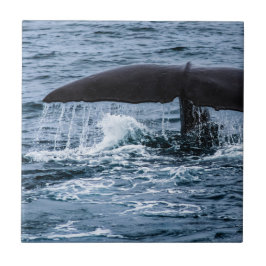 マッコウクジラ タイル