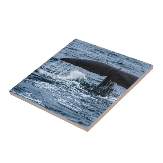 マッコウクジラ タイル (側面)