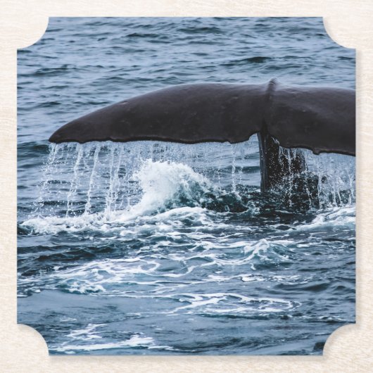 マッコウクジラ ペーパーコースター (正面)