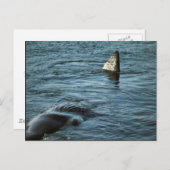 マッコウクジラ ポストカード (正面/裏面)