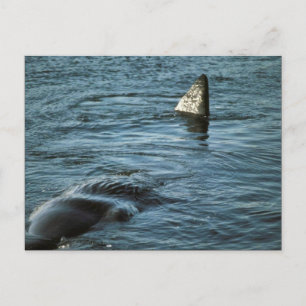 マッコウクジラ ポストカード