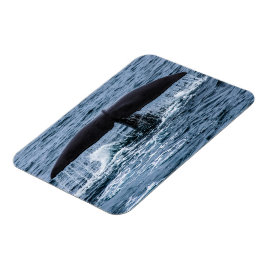 マッコウクジラ マグネット