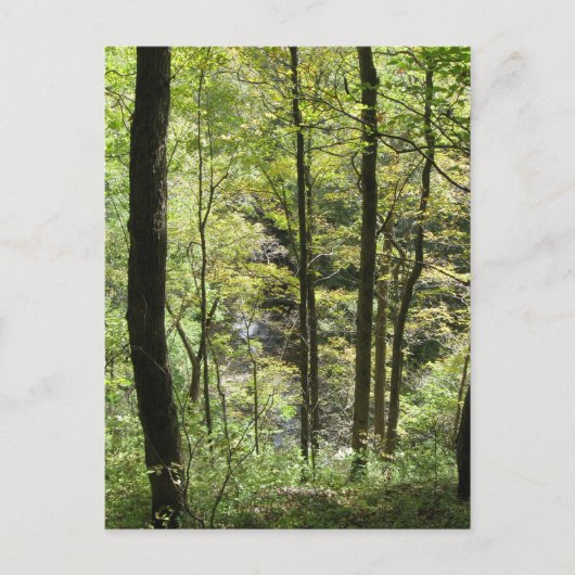 マッコミックのクリーク葉書 ポストカード (正面)