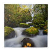 マッコードクリークビッグリーフメープル|コロンビア峡谷,または タイル (正面)