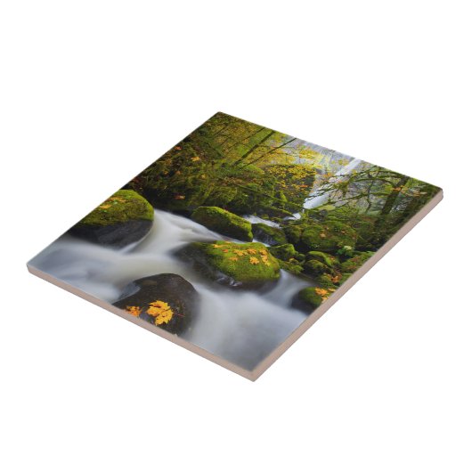 マッコードクリークビッグリーフメープル|コロンビア峡谷,または タイル (側面)