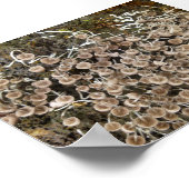 マッシュルームビッグアイランドハワイ ポスター (角)