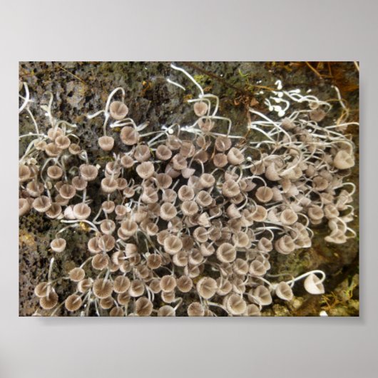 マッシュルームビッグアイランドハワイ ポスター (正面)