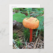 マッシュルームホリデー葉書 ポストカード (正面/裏面)