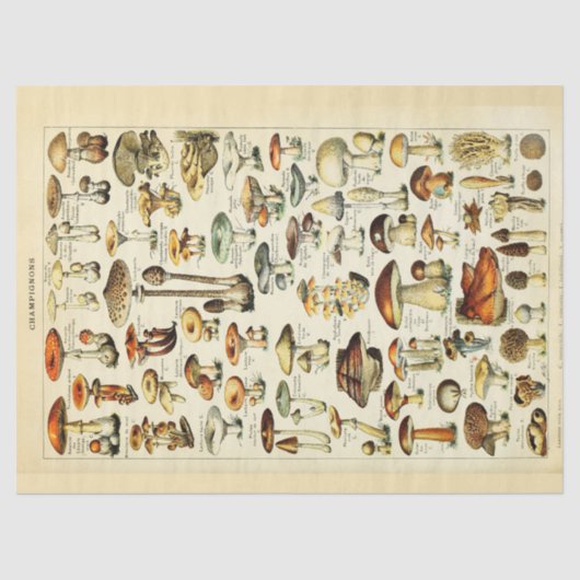 マッシュルームヴィンテージデカッペティッシュペーパー 薄葉紙 (正面)