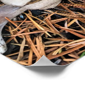 マッシュルーム&パインコーン ポスター (角)