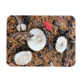 マッシュルーム&パインコーン マグネット (横)