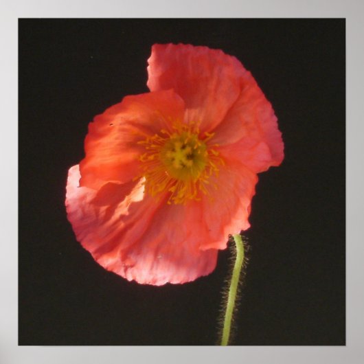 マットプリント – 閉じる花 ポスター (正面)