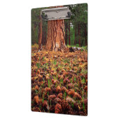 マツの円錐を持つポンデローサの古い樹木 クリップボード (左)