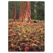 マツの円錐を持つポンデローサの古い樹木 クリップボード (裏面)