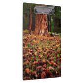 マツの円錐を持つポンデローサの古い樹木 クリップボード (右)