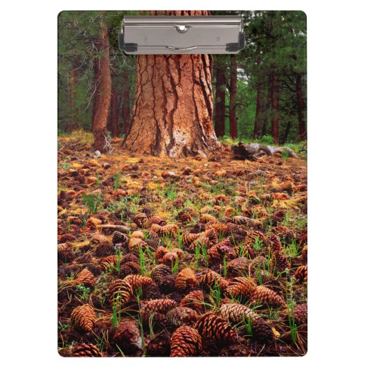 マツの円錐を持つポンデローサの古い樹木 クリップボード (正面)