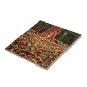 マツの円錐を持つポンデローサの古い樹木 タイル (側面)