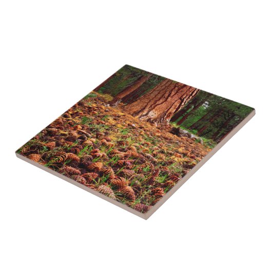 マツの円錐を持つポンデローサの古い樹木 タイル (側面)