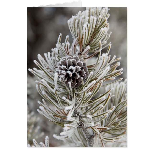 マツの円錐(凍っていイエローストーン) (正面)