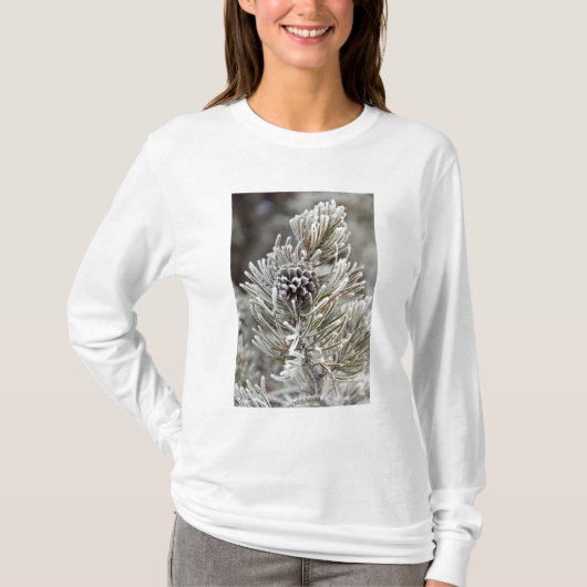 マツの円錐(凍っていイエローストーン) Tシャツ (正面)