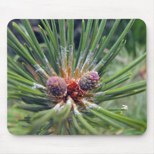 マツの枝の常緑樹 マウスパッド (正面)