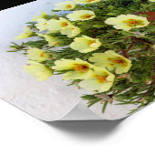 マツバボタン、 多肉植物の花 ポスター (角)