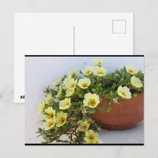 マツバボタン、 多肉植物の花 ポストカード (正面/裏面)