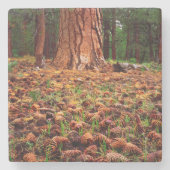 マツ円錐形が付いている古成長のPonderosaの木 ストーンコースター (正面)